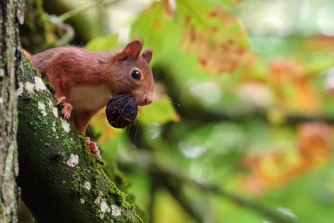 Une enquête participative a été lancée sur l’écureuil roux